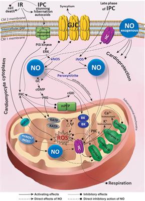 Connexins and Nitric Oxide Inside and Outside Mitochondria: Significance for Cardiac Protection and Adaptation